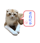 We love むーちゃん(子猫編)（個別スタンプ：21）