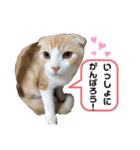 We love むーちゃん(子猫編)（個別スタンプ：23）