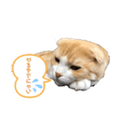 We love むーちゃん(子猫編)（個別スタンプ：27）