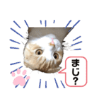 We love むーちゃん(子猫編)（個別スタンプ：31）