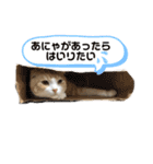 We love むーちゃん(子猫編)（個別スタンプ：32）