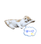 We love むーちゃん(子猫編)（個別スタンプ：33）