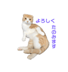 We love むーちゃん(子猫編)（個別スタンプ：37）