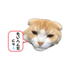 We love むーちゃん(子猫編)（個別スタンプ：38）