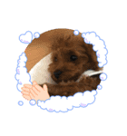 P.D.L.M.（個別スタンプ：2）
