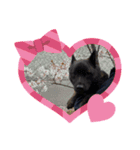 甲斐犬天佑5（個別スタンプ：1）