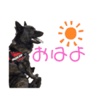 甲斐犬天佑5（個別スタンプ：3）