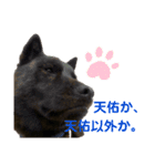 甲斐犬天佑5（個別スタンプ：5）