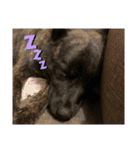 甲斐犬天佑5（個別スタンプ：6）
