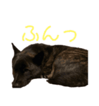 甲斐犬天佑5（個別スタンプ：8）