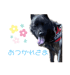 甲斐犬天佑5（個別スタンプ：10）
