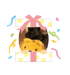 甲斐犬天佑5（個別スタンプ：12）