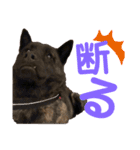 甲斐犬天佑5（個別スタンプ：13）