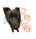 甲斐犬天佑5（個別スタンプ：16）