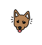 柴犬こんちゃん（個別スタンプ：1）
