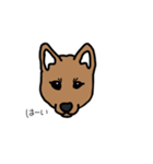柴犬こんちゃん（個別スタンプ：10）