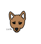 柴犬こんちゃん（個別スタンプ：11）