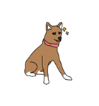 柴犬こんちゃん（個別スタンプ：15）
