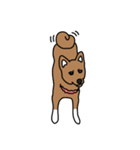 柴犬こんちゃん（個別スタンプ：16）