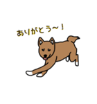 柴犬こんちゃん（個別スタンプ：19）