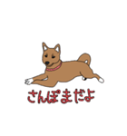 柴犬こんちゃん（個別スタンプ：21）