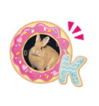 ふてぶてしいうさぎのロッテ（個別スタンプ：1）