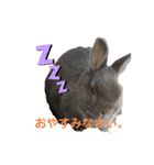 ふてぶてしいうさぎのロッテ（個別スタンプ：2）