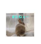 ふてぶてしいうさぎのロッテ（個別スタンプ：4）
