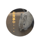 ふてぶてしいうさぎのロッテ（個別スタンプ：5）