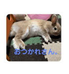 ふてぶてしいうさぎのロッテ（個別スタンプ：6）