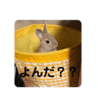 ふてぶてしいうさぎのロッテ（個別スタンプ：7）