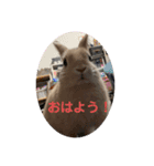 ふてぶてしいうさぎのロッテ（個別スタンプ：8）
