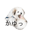 まるちんくんスタンプ（個別スタンプ：4）