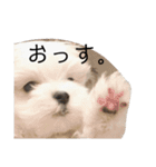まるちんくんスタンプ（個別スタンプ：16）