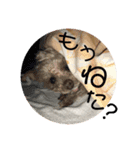 我が家の次女♡♥︎♡（個別スタンプ：4）