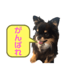 チワワのモモちゃん Part1（個別スタンプ：23）