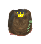 息子猫達②（個別スタンプ：1）
