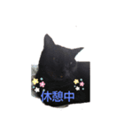 息子猫達②（個別スタンプ：2）