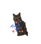 息子猫達②（個別スタンプ：6）