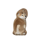 柴わんこ鈴（個別スタンプ：1）