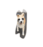 柴わんこ鈴（個別スタンプ：7）