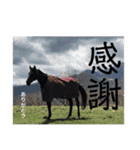 フレブルぼすこと牧場の仲間達（個別スタンプ：5）