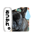 フレブルぼすこと牧場の仲間達（個別スタンプ：6）