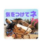 フレブルぼすこと牧場の仲間達（個別スタンプ：8）
