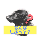 方言☆ちょっと熊本（個別スタンプ：3）