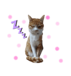 ツキヤヤ（個別スタンプ：1）