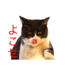 親父猫（個別スタンプ：1）
