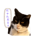 親父猫（個別スタンプ：2）