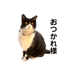 親父猫（個別スタンプ：4）