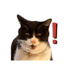 親父猫（個別スタンプ：7）